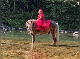 Tinker, Wallach, 4 Jahre, 142 cm, Apfelschimmel
