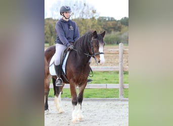 Tinker, Wallach, 4 Jahre, 142 cm, Brauner