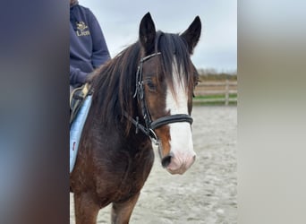 Tinker, Wallach, 4 Jahre, 142 cm, Brauner