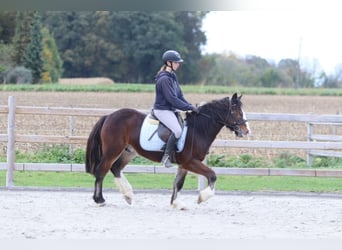 Tinker, Wallach, 4 Jahre, 142 cm, Brauner