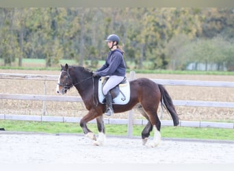 Tinker, Wallach, 4 Jahre, 142 cm, Brauner