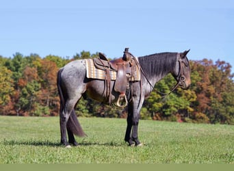 Tinker Mix, Wallach, 4 Jahre, 142 cm, Roan-Bay