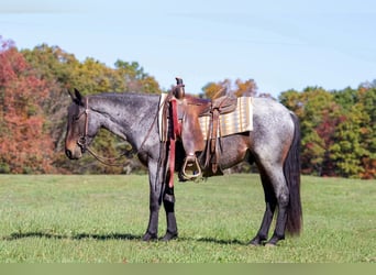 Tinker Mix, Wallach, 4 Jahre, 142 cm, Roan-Bay