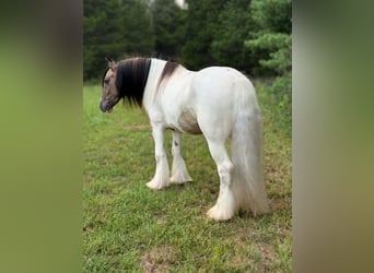 Tinker, Wallach, 4 Jahre, 142 cm, Tobiano-alle-Farben