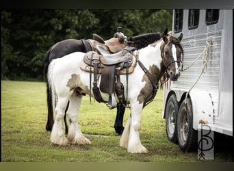 Tinker, Wallach, 4 Jahre, 142 cm, Tobiano-alle-Farben