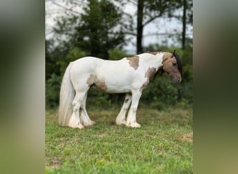 Tinker, Wallach, 4 Jahre, 142 cm, Tobiano-alle-Farben