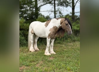 Tinker, Wallach, 4 Jahre, 142 cm, Tobiano-alle-Farben
