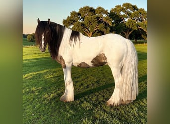 Tinker, Wallach, 4 Jahre, 142 cm, Tobiano-alle-Farben