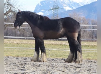 Tinker, Wallach, 4 Jahre, 143 cm, Rappe