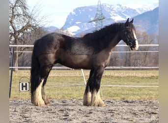 Tinker, Wallach, 4 Jahre, 143 cm, Rappe