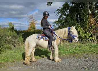 Tinker, Wallach, 4 Jahre, 143 cm, Schecke