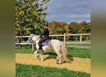 Tinker, Wallach, 4 Jahre, 143 cm, Schecke