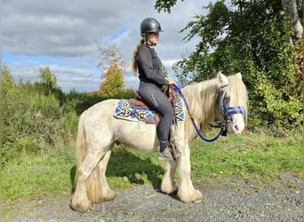 Tinker, Wallach, 4 Jahre, 143 cm, Schecke
