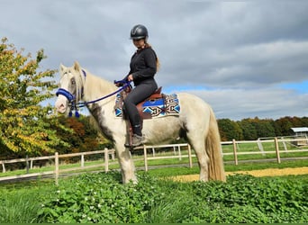 Tinker, Wallach, 4 Jahre, 143 cm, Schecke