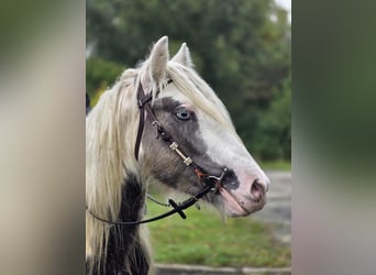 Tinker, Wallach, 4 Jahre, 143 cm, Schecke