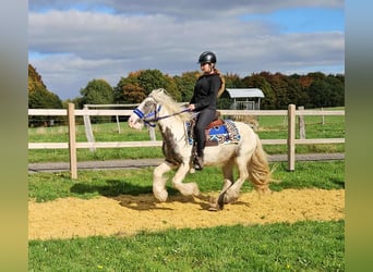 Tinker, Wallach, 4 Jahre, 143 cm, Schecke