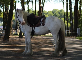 Tinker, Wallach, 4 Jahre, 143 cm, Schimmel