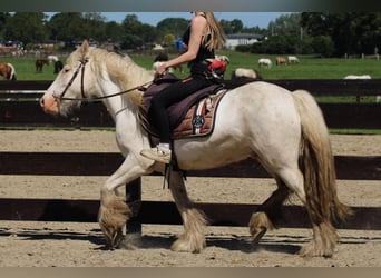 Tinker, Wallach, 4 Jahre, 143 cm, Schimmel