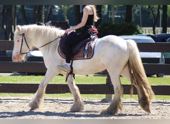 Tinker, Wallach, 4 Jahre, 143 cm, Schimmel
