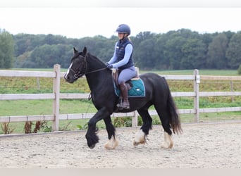Tinker, Wallach, 4 Jahre, 144 cm, Rappe