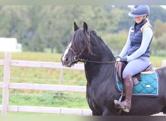 Tinker, Wallach, 4 Jahre, 144 cm, Rappe
