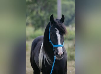 Tinker, Wallach, 4 Jahre, 145 cm