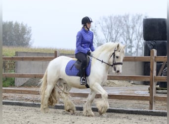 Tinker, Wallach, 4 Jahre, 145 cm, Palomino