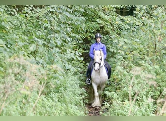 Tinker, Wallach, 4 Jahre, 145 cm, Palomino