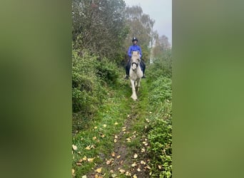 Tinker, Wallach, 4 Jahre, 145 cm, Palomino