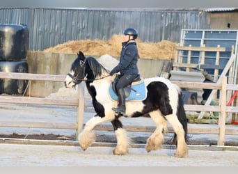 Tinker, Wallach, 4 Jahre, 145 cm, Schecke