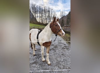 Tinker Mix, Wallach, 4 Jahre, 145 cm, Schecke