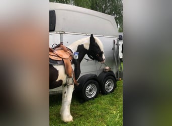 Tinker, Wallach, 4 Jahre, 145 cm, Schecke