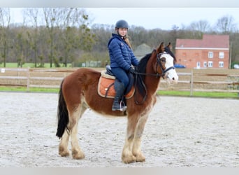 Tinker, Wallach, 4 Jahre, 146 cm, Hellbrauner