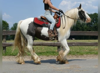 Tinker, Wallach, 4 Jahre, 146 cm, Schecke