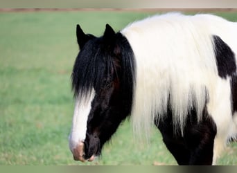 Tinker, Wallach, 4 Jahre, 147 cm, Schecke