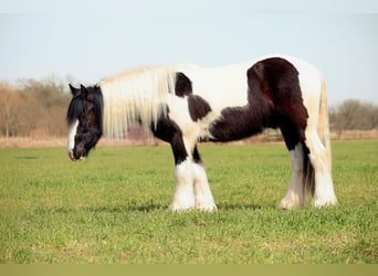 Tinker, Wallach, 4 Jahre, 147 cm, Schecke