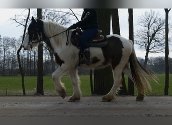 Tinker, Wallach, 4 Jahre, 148 cm, Schecke