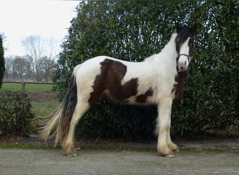 Tinker, Wallach, 4 Jahre, 148 cm, Schecke