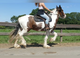 Tinker, Wallach, 4 Jahre, 149 cm, Schecke