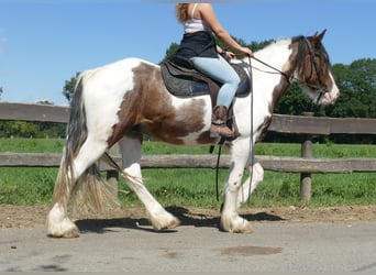 Tinker, Wallach, 4 Jahre, 149 cm, Schecke