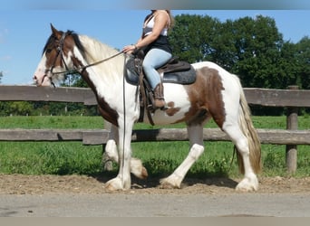 Tinker, Wallach, 4 Jahre, 149 cm, Schecke