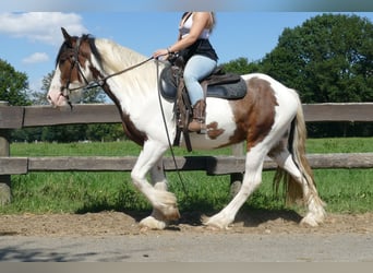 Tinker, Wallach, 4 Jahre, 149 cm, Schecke