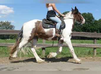 Tinker, Wallach, 4 Jahre, 149 cm, Schecke