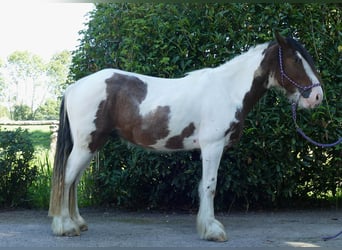 Tinker, Wallach, 4 Jahre, 149 cm, Schecke