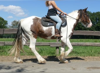 Tinker, Wallach, 4 Jahre, 149 cm, Schecke