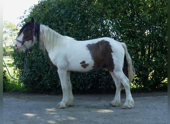 Tinker, Wallach, 4 Jahre, 149 cm, Schecke
