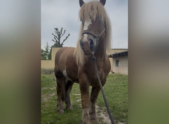 Tinker Mix, Wallach, 4 Jahre, 149 cm, Tigerschecke