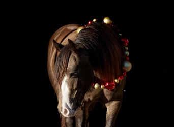 Tinker Mix, Wallach, 4 Jahre, 150 cm, Buckskin