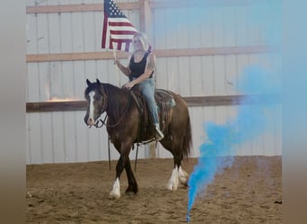 Tinker Mix, Wallach, 4 Jahre, 150 cm, Buckskin