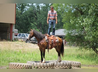 Tinker Mix, Wallach, 4 Jahre, 150 cm, Buckskin